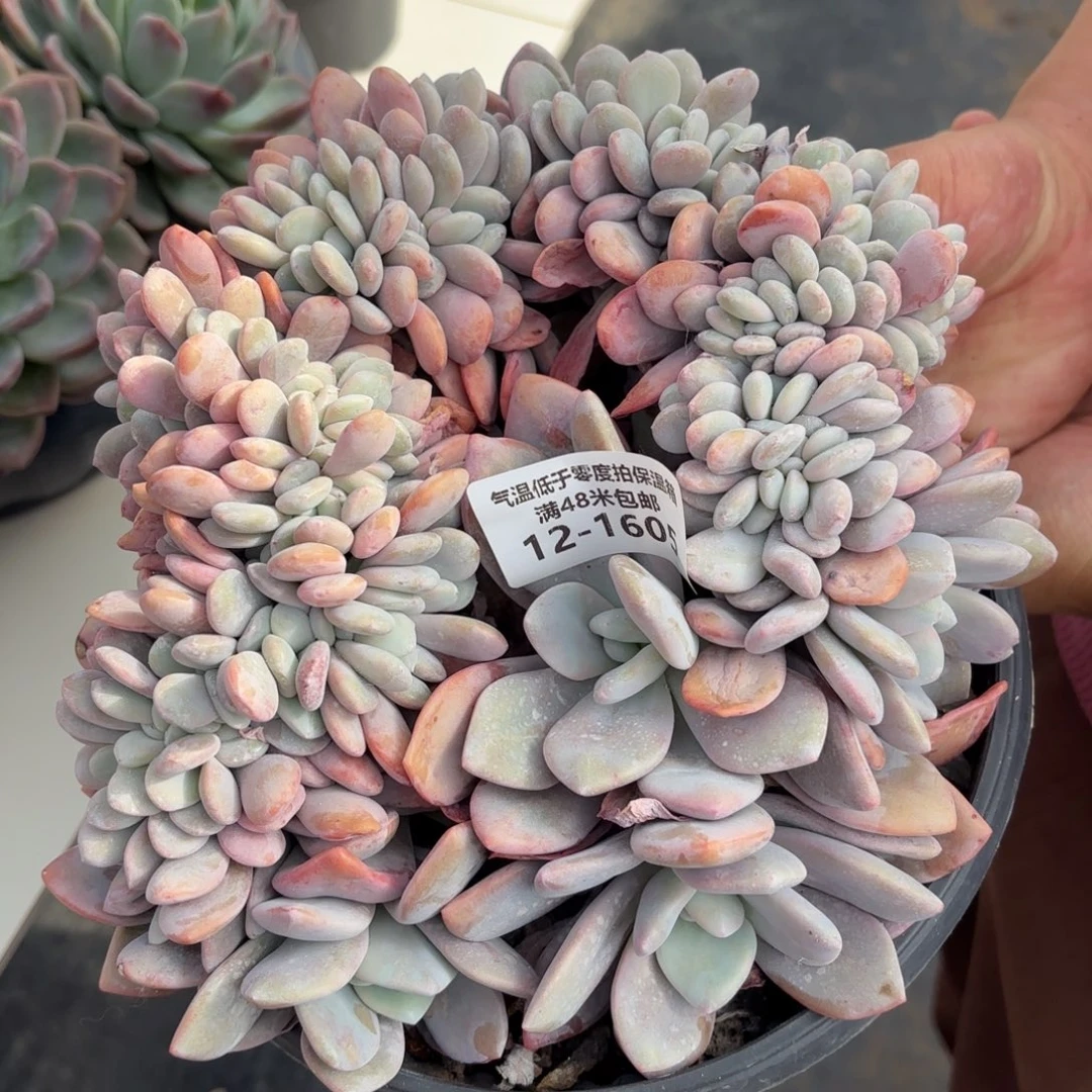 1605粉兔缀多肉植物