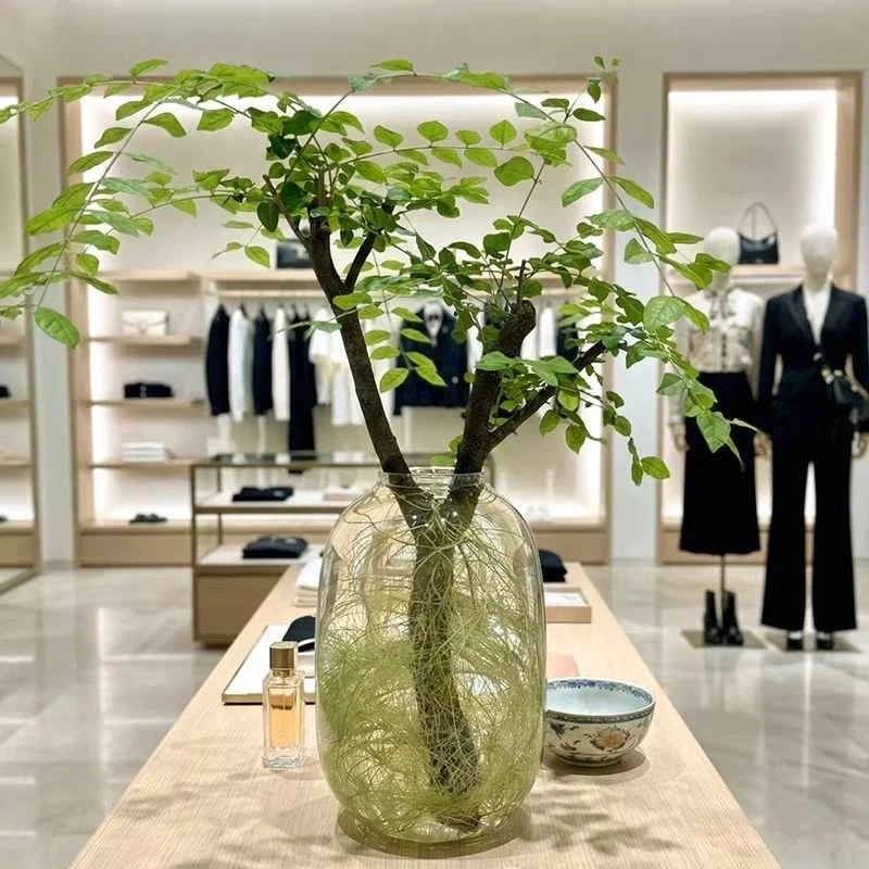 水培小叶女贞老桩室内绿植四季好养居家摆件软装懒人好养小叶女贞