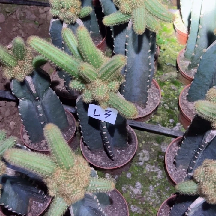 LL3量天尺嫁接金妞玫瑰柱68