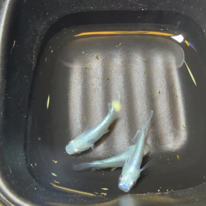 青鳉鱼75号拍品短干