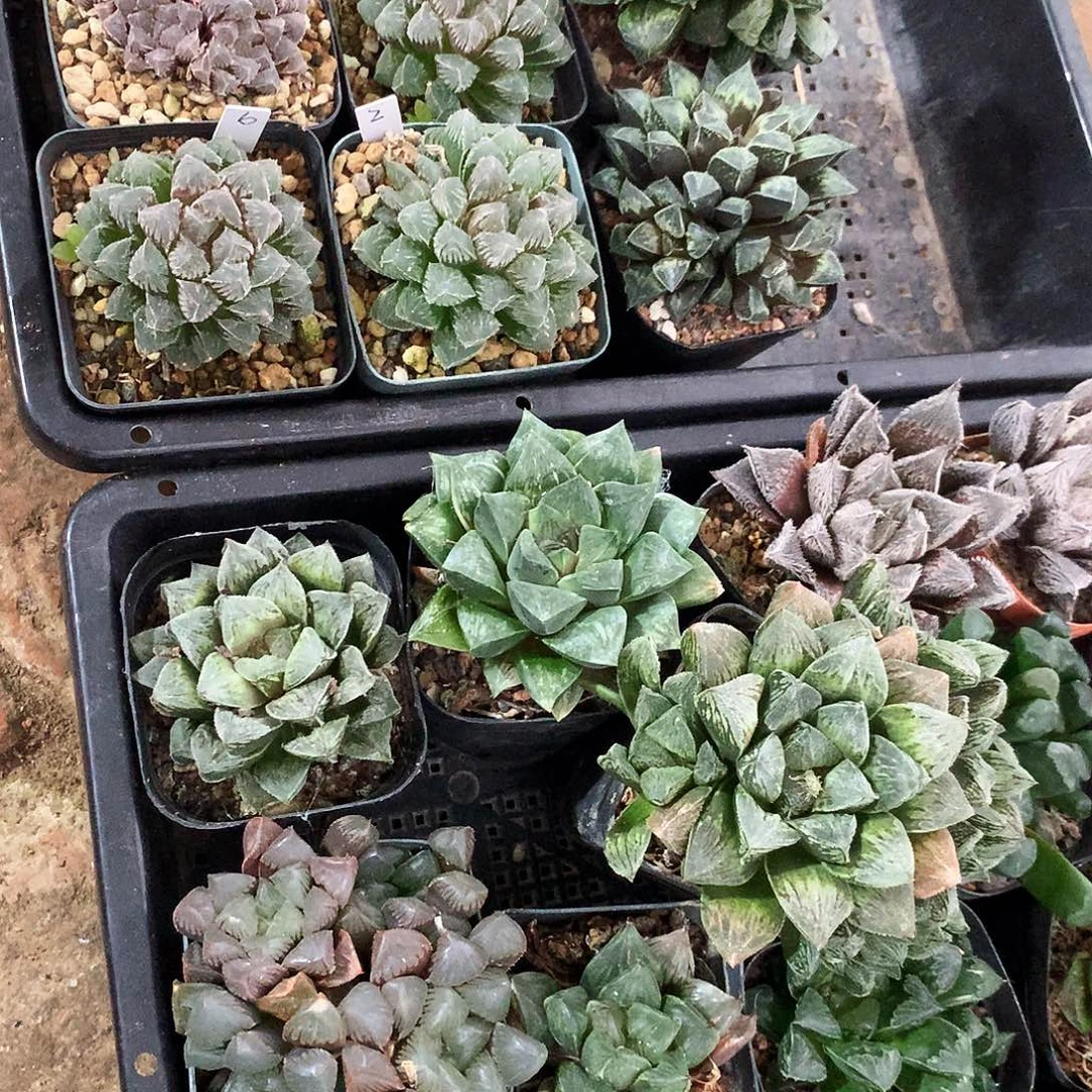 一物一拍，带盆带土