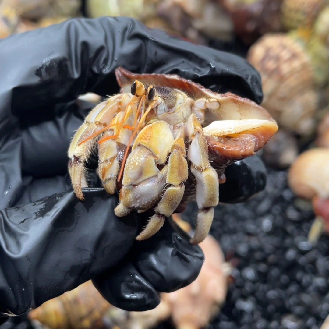 蓝金黑脑壳S级虎纹