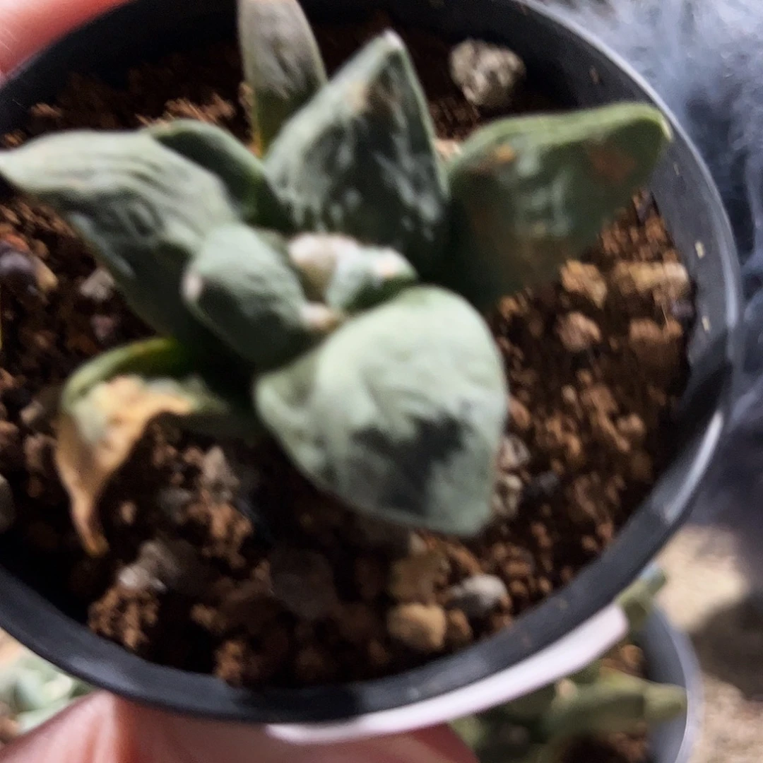 48号实生微损潜力怒涛