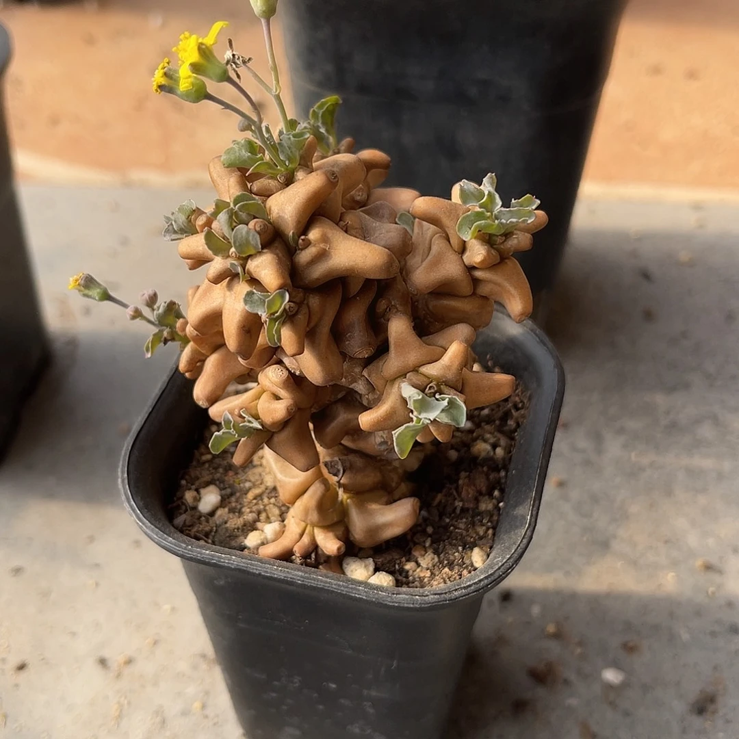 实生大尤蛮鬼塔一物一拍