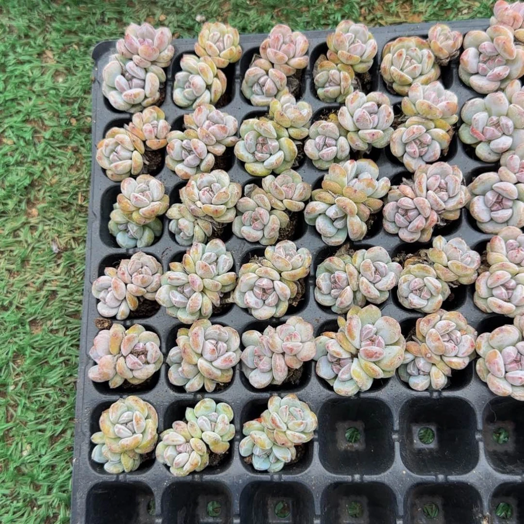 4颗一组双头圆脸小包子特价