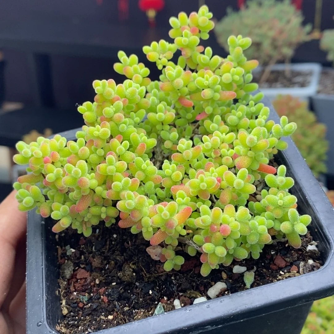 135号蜜橘糖球枝干多肉