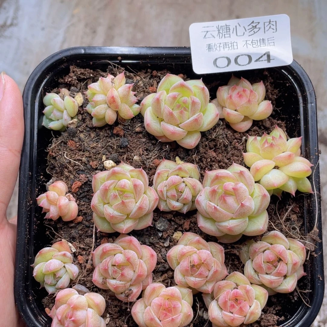 云糖心多肉植物004
