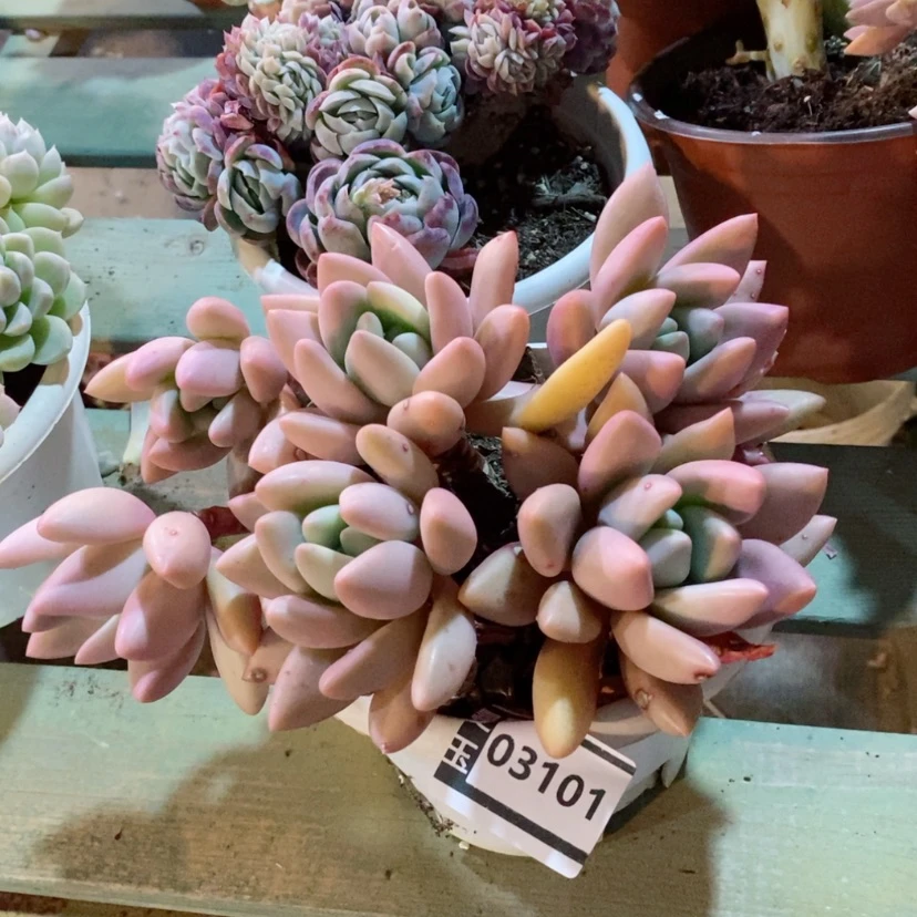 【闪购商品】桃花源03101