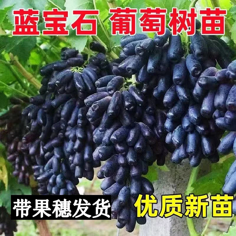 大葡萄树蓝宝石阳光玫瑰大葡萄树盆栽地栽庭院爬藤
