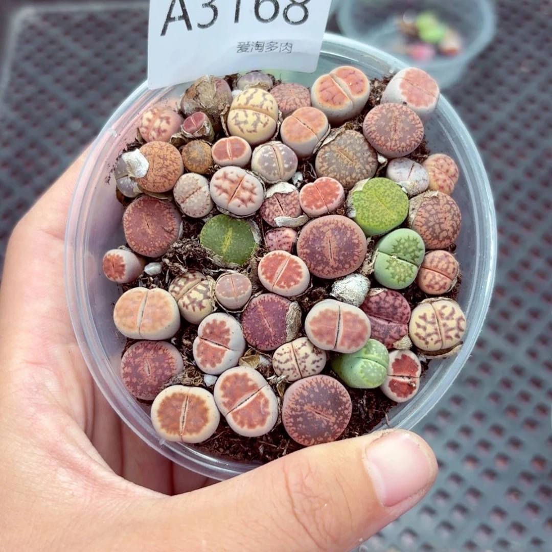 3168—-生石花 肉锥