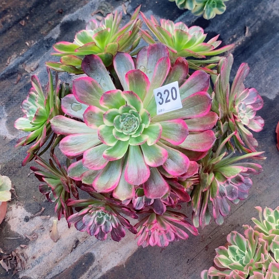 红金刚320多肉1111