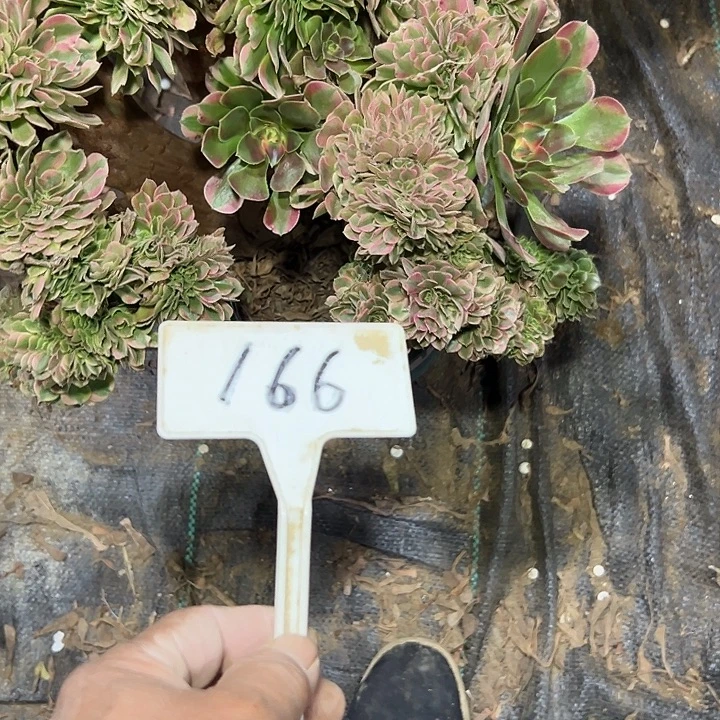 多肉植物香菲缀花166