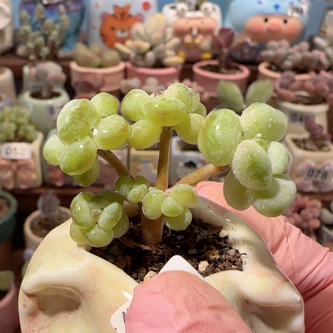 造型阳光玫瑰 盆口2.5cm