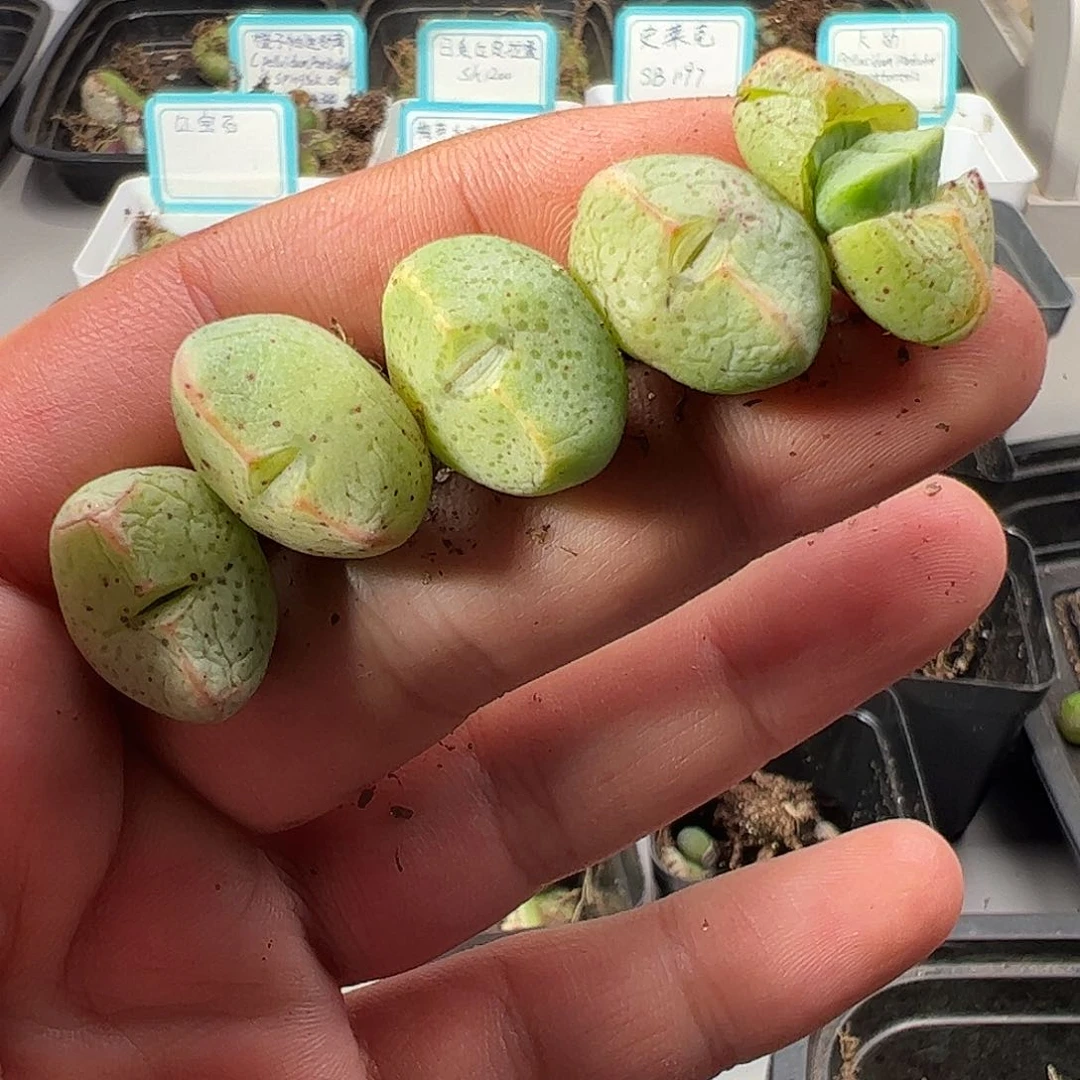 0000量拍紫式部5颗