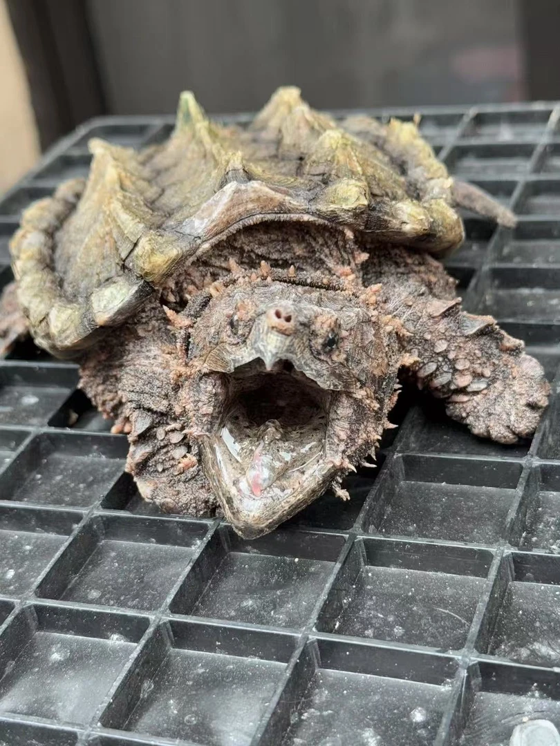 钓鱼龟 压成14.5cm 缘盾3:3 有些磨损 偏远地区不发