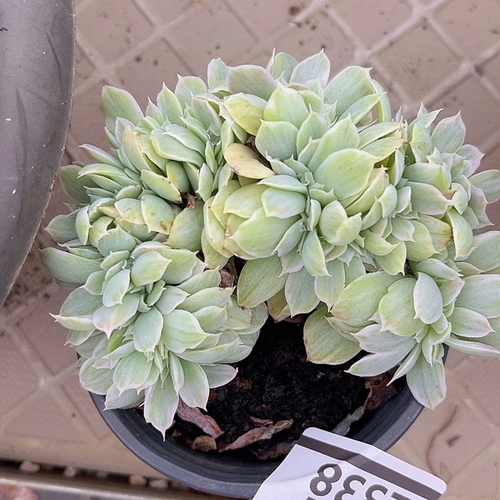 伯克利锦杂缀2338多肉植物