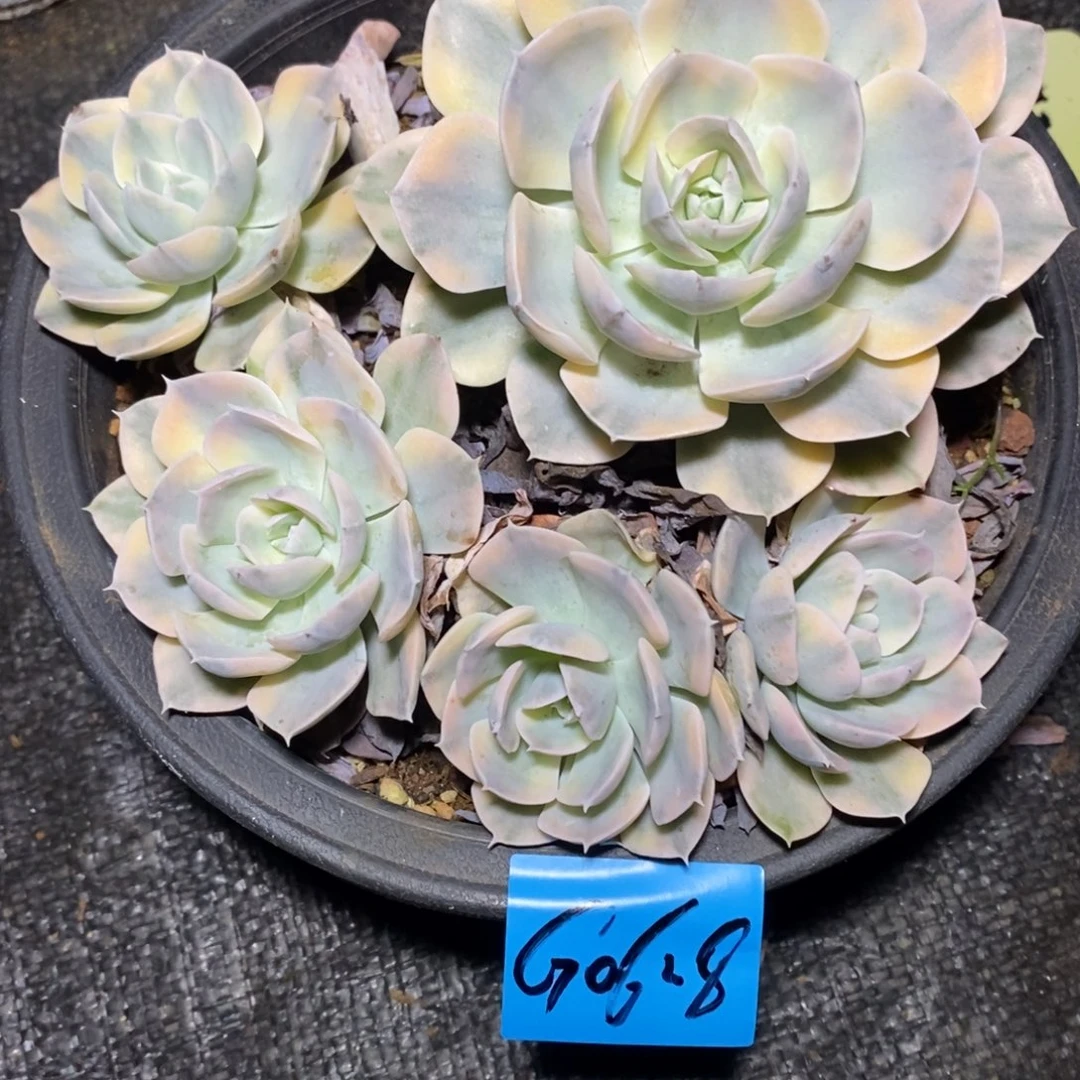 多肉植物多肉植物0628