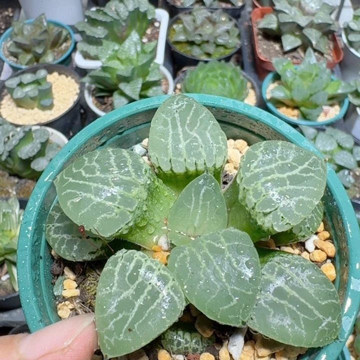 十二卷玉露水晶康平寿