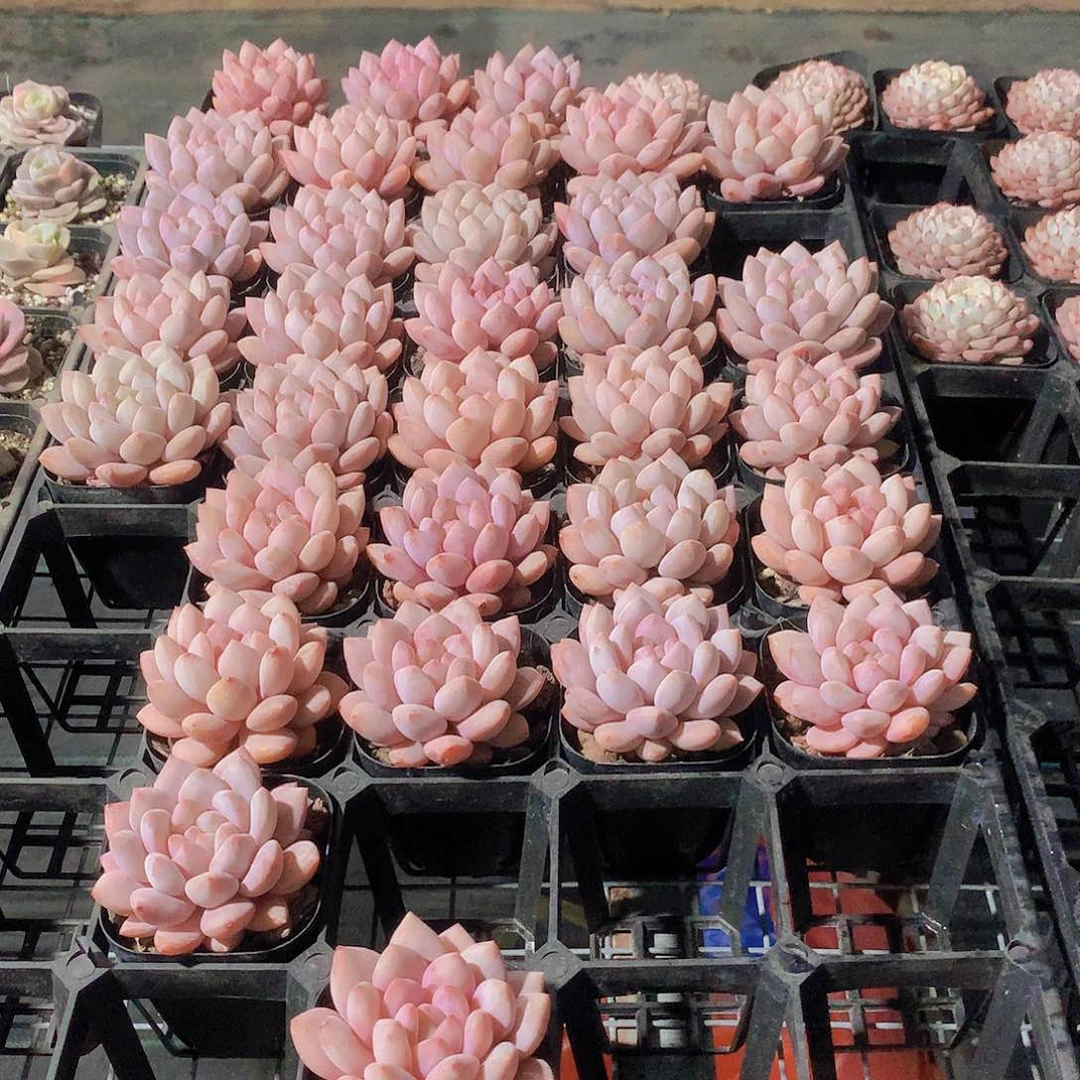 半夏24678889990000