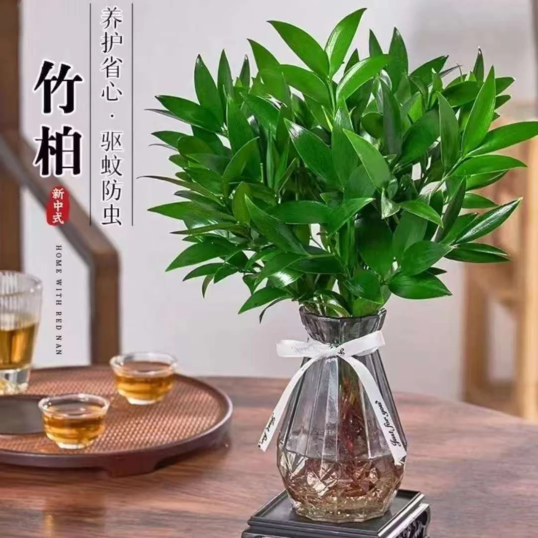 水培新宠竹柏盆栽驱蚊竹富贵竹水培植物室内客厅绿植花卉四季常青