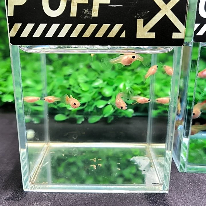 孔雀鱼精品孔雀鱼，黄金玻璃猫球体苗子8条含两条被损。