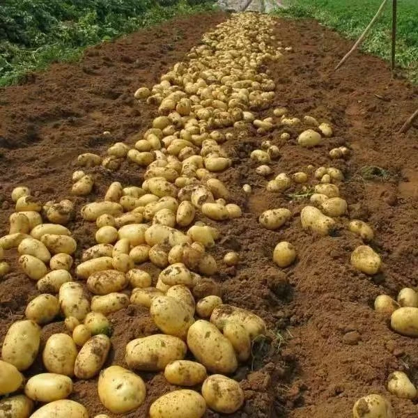 新鲜现挖东北黄皮黄心土豆沙糯粉面口感好当季蔬菜马铃薯