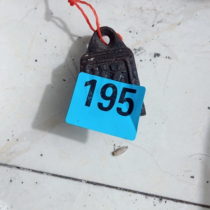 香榧木知**生111111111111111