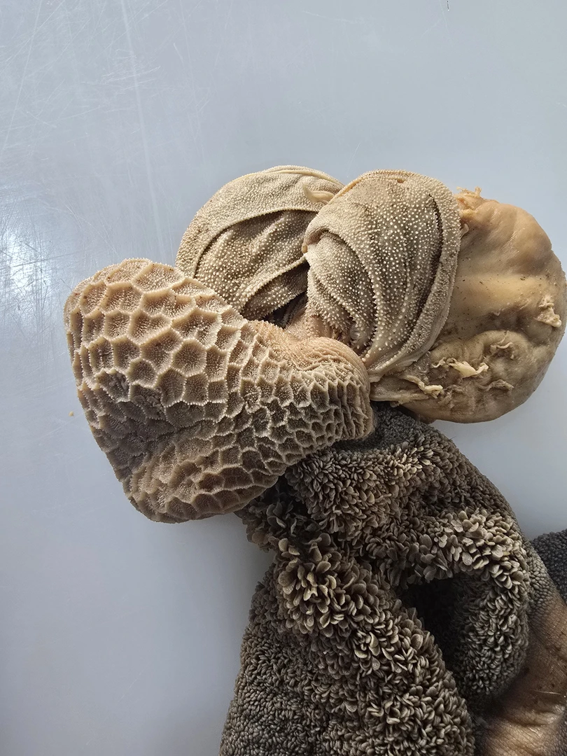 清真 五香酱羊肚 熟羊肚