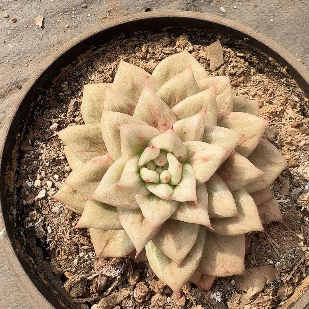 风**?孤品2号单头蔷薇玛丽亚多肉