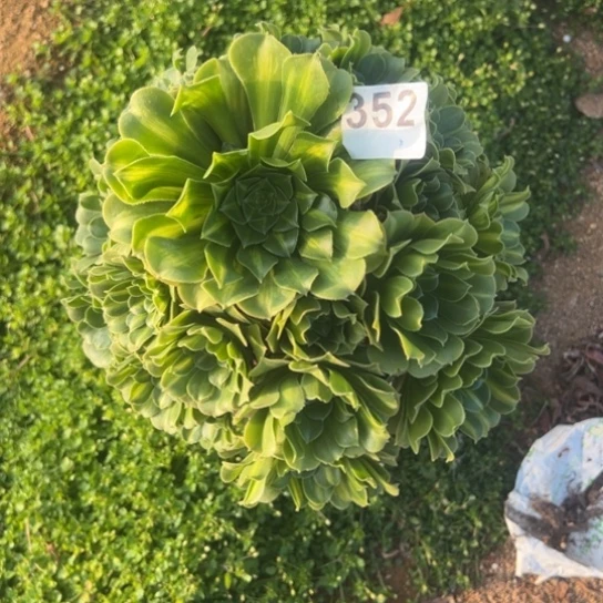 352翡翠琉璃多肉支柱了