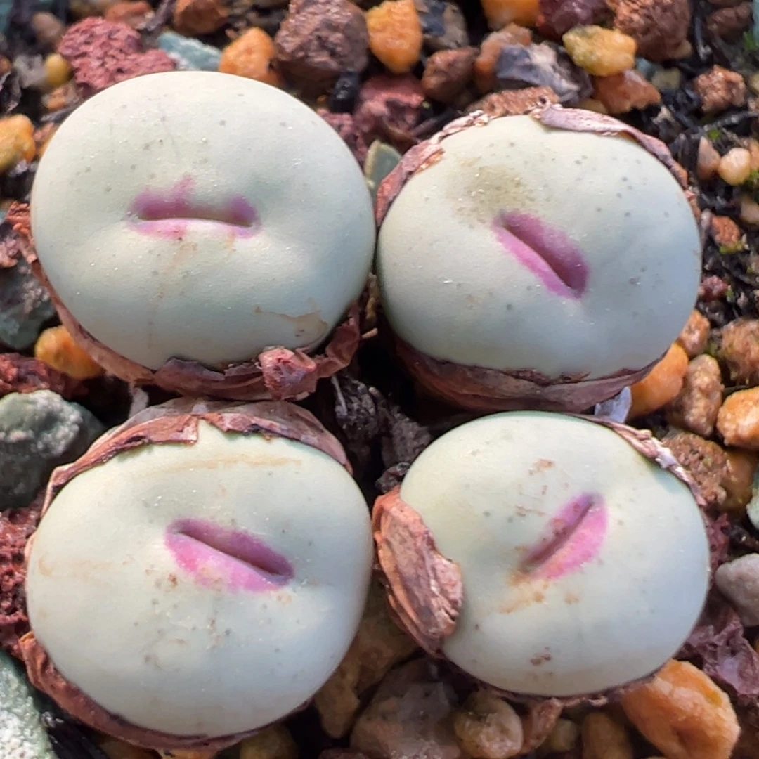 美嘴美嘴 肉锥植物