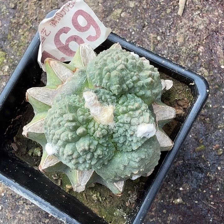 无花朵469苗接大尤哥斯拉