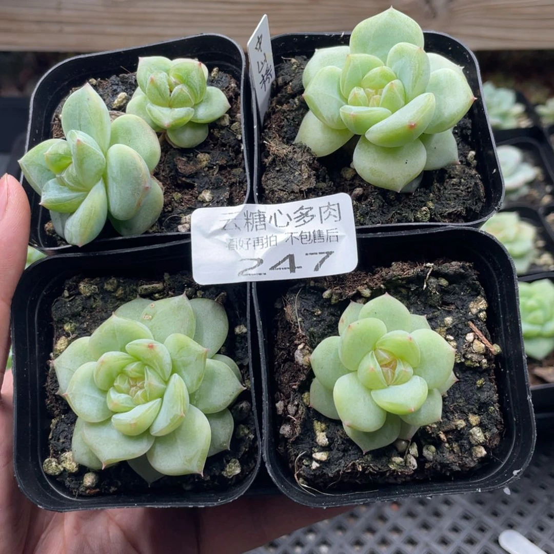 云糖心多肉植物247