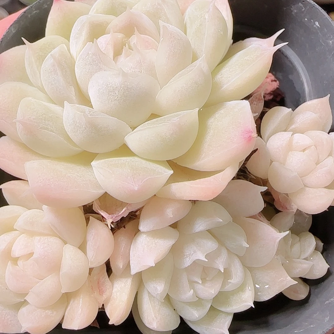 花语逸镜1127-227开播福利散