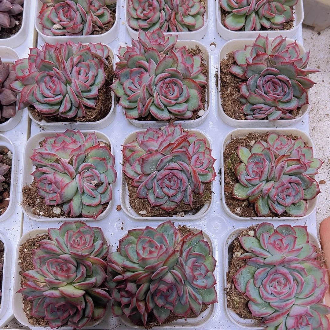 侧影群19包邮多肉植物