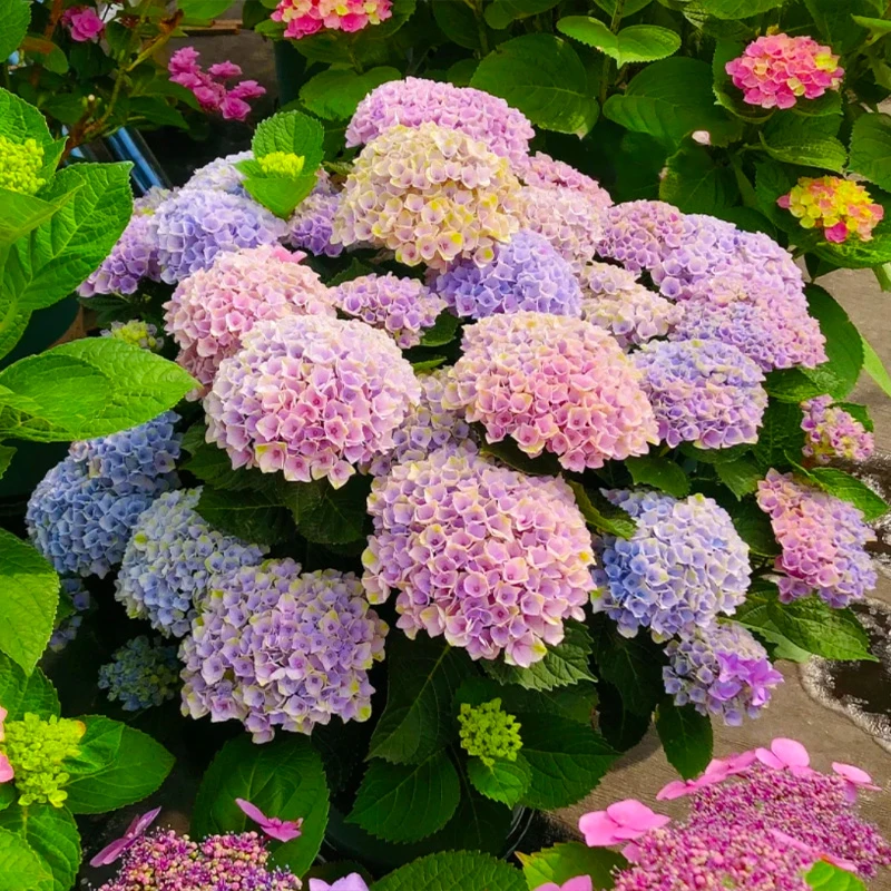 魔幻紫水晶 小7加仑 露天老桩大苗大花带花苞阳台庭院四季开好养