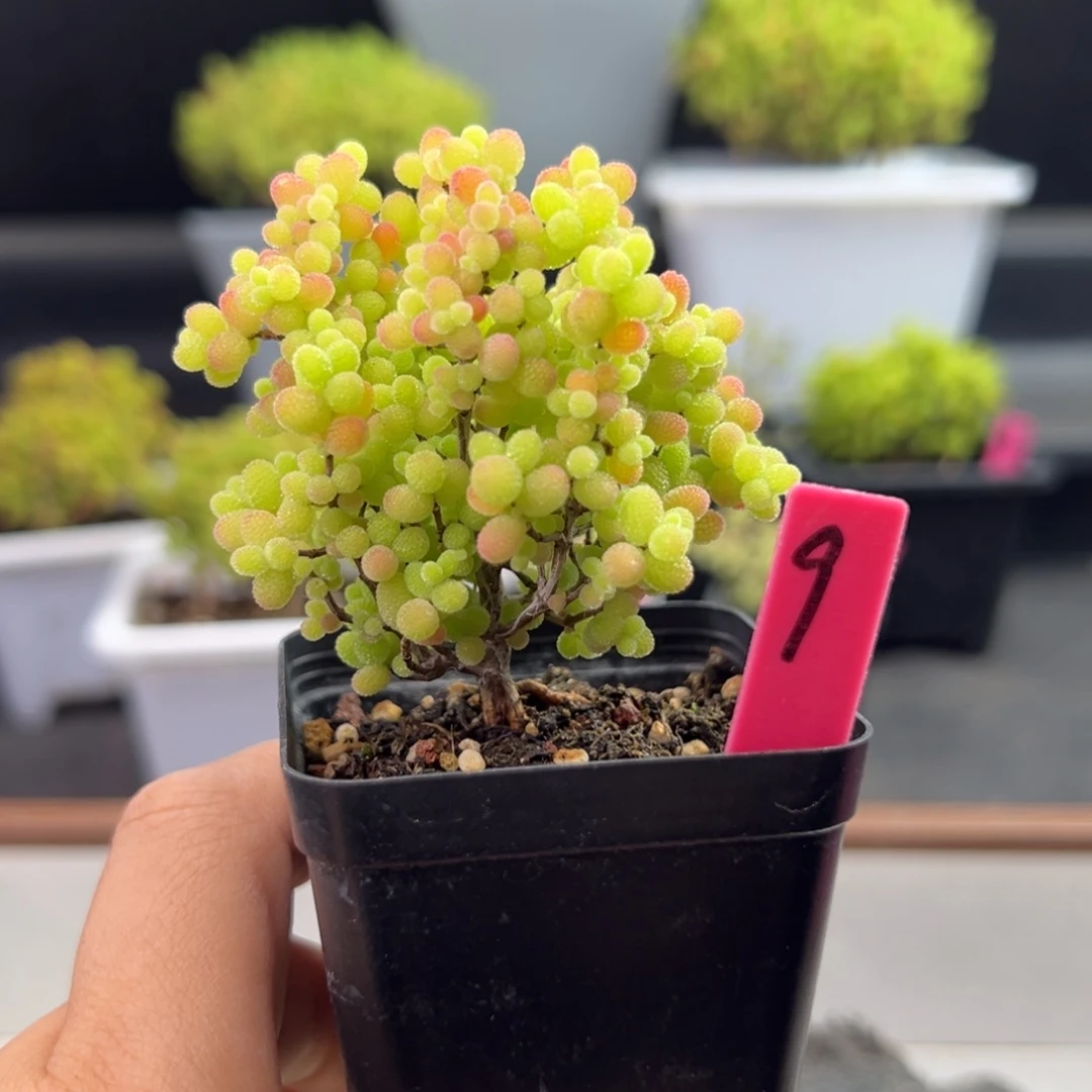 精控蜜橘9号5.5cm盆
