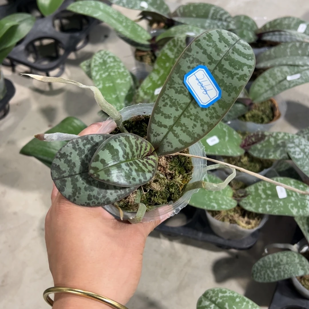 当前无花栽培后可以开花2666西蕾丽处理破损苗