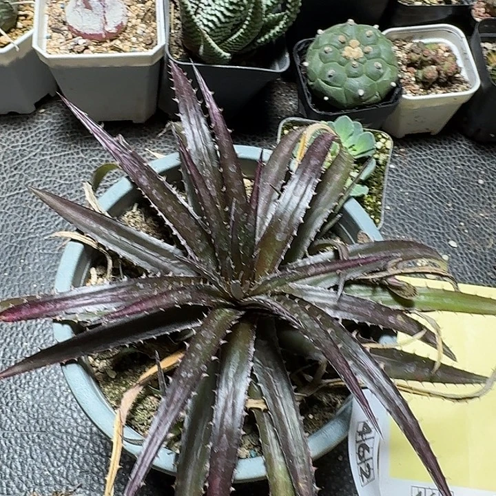 462樱桃可乐脱土发货