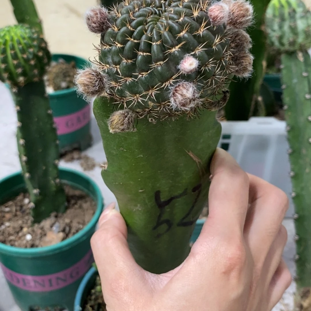 新品丽花L52母本一物一拍1