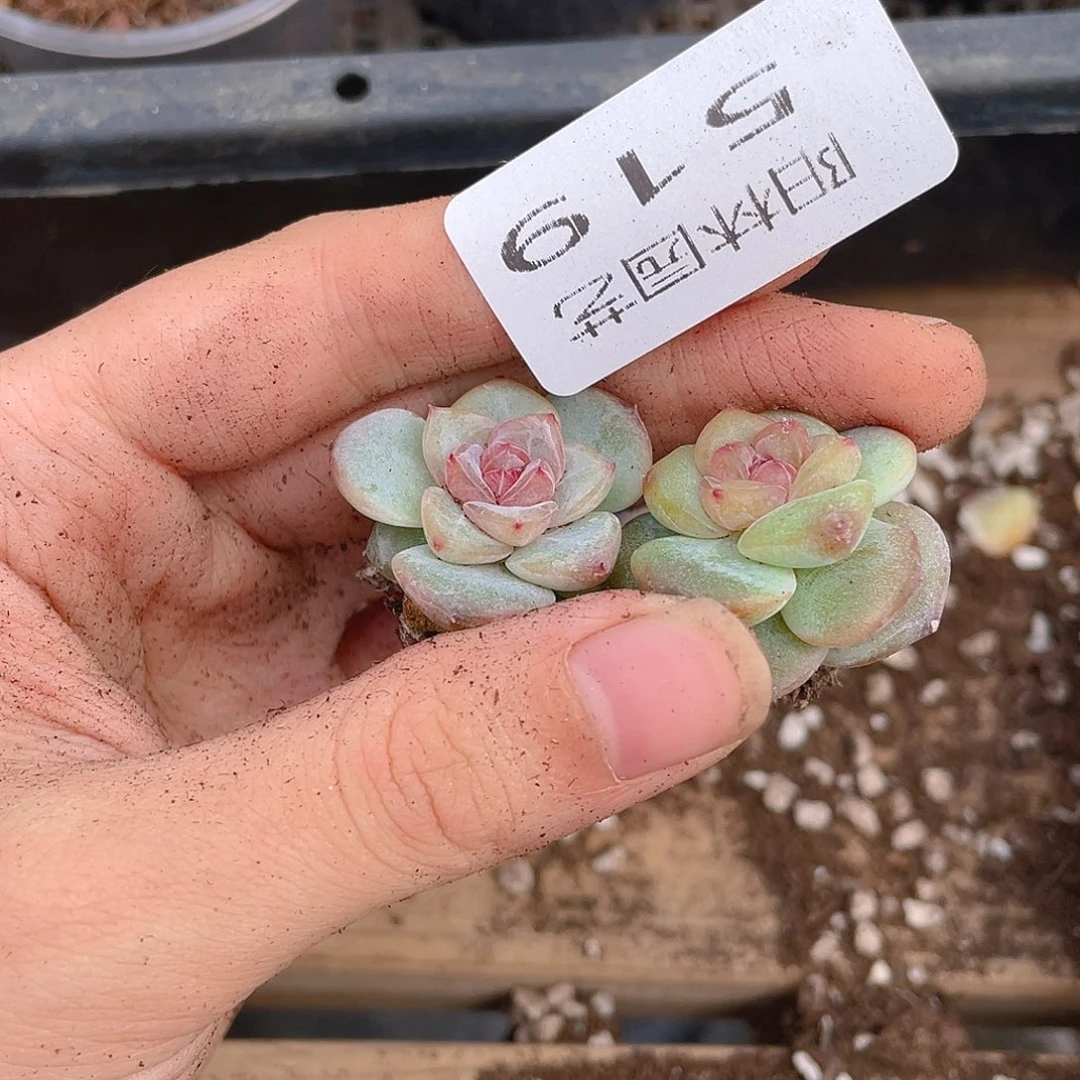 多肉植物多肉植物519