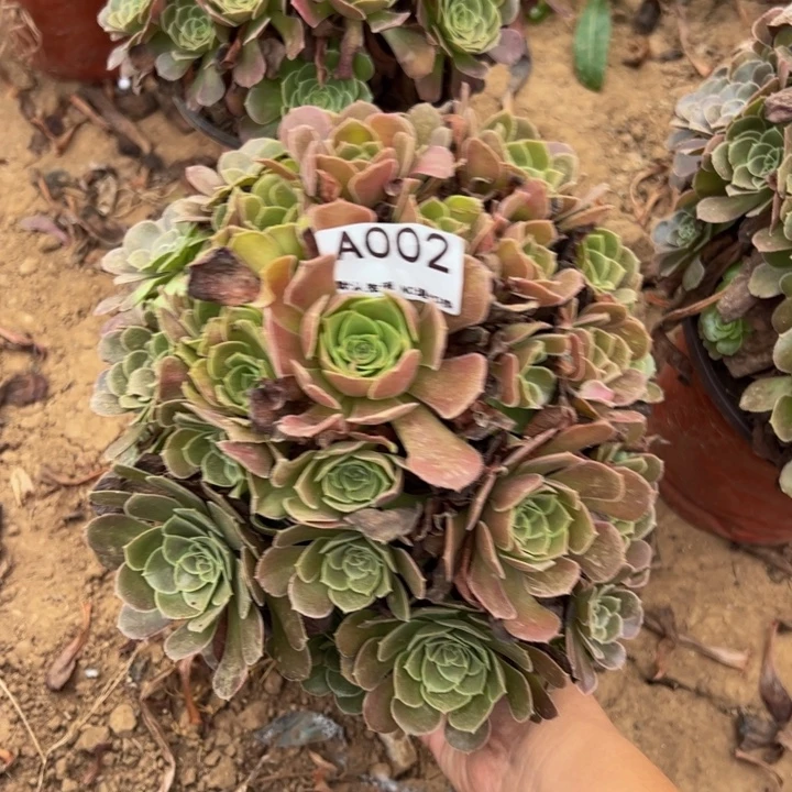 荷兰玫瑰多肉植物002.