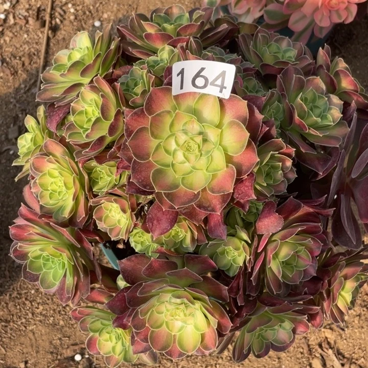 164多肉植物韶华