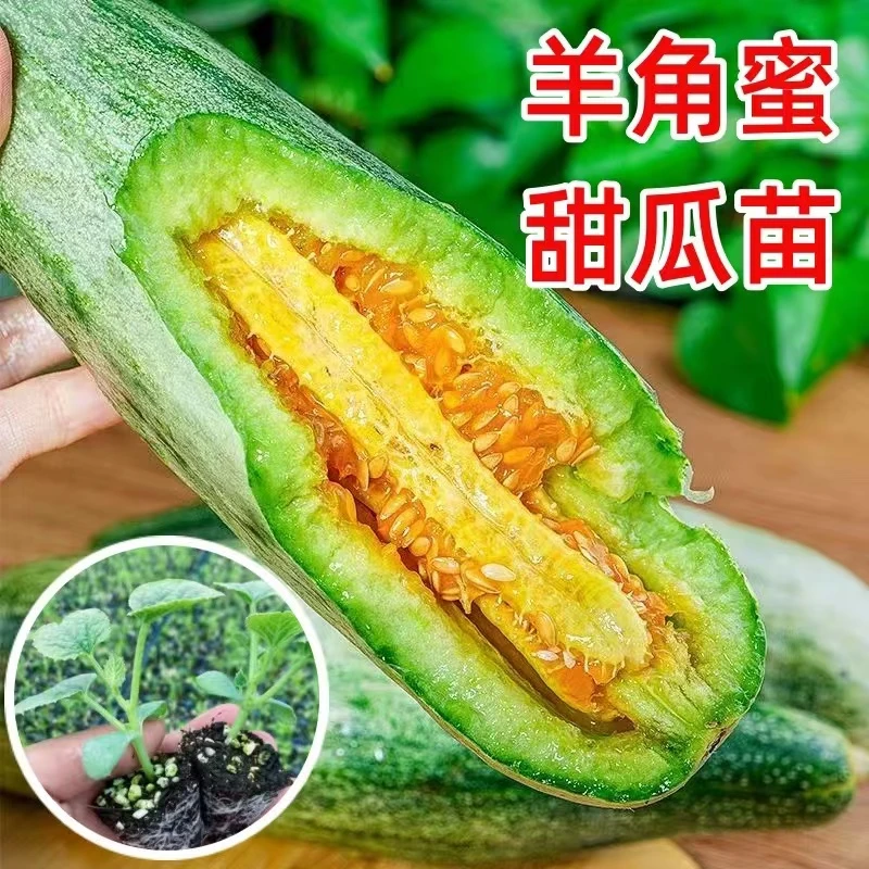 羊角蜜甜瓜种苗秧苗羊角酥甜瓜种孑薄皮酥脆香瓜春季四季水果高产