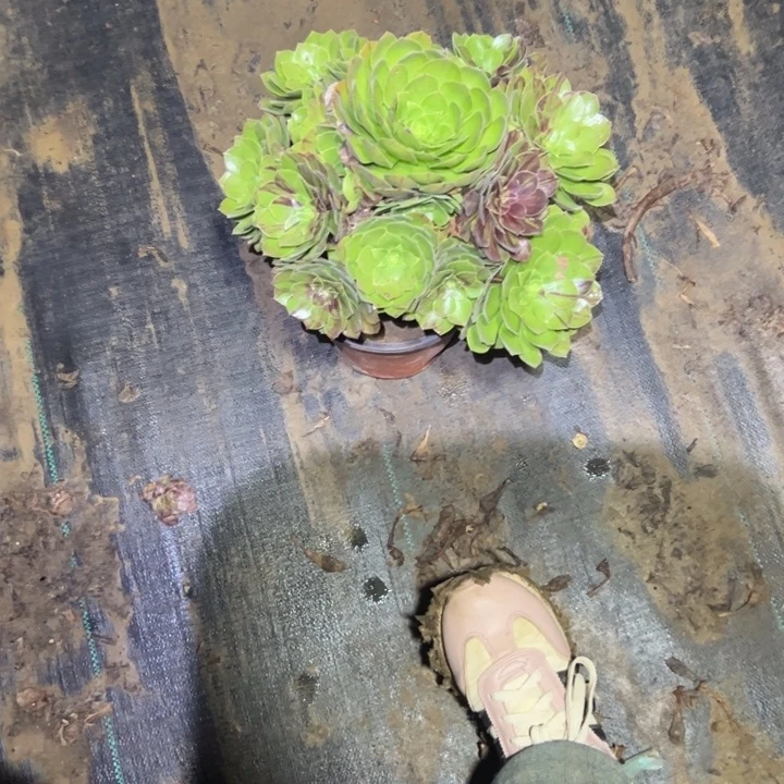 不包侧枝一物一拍74