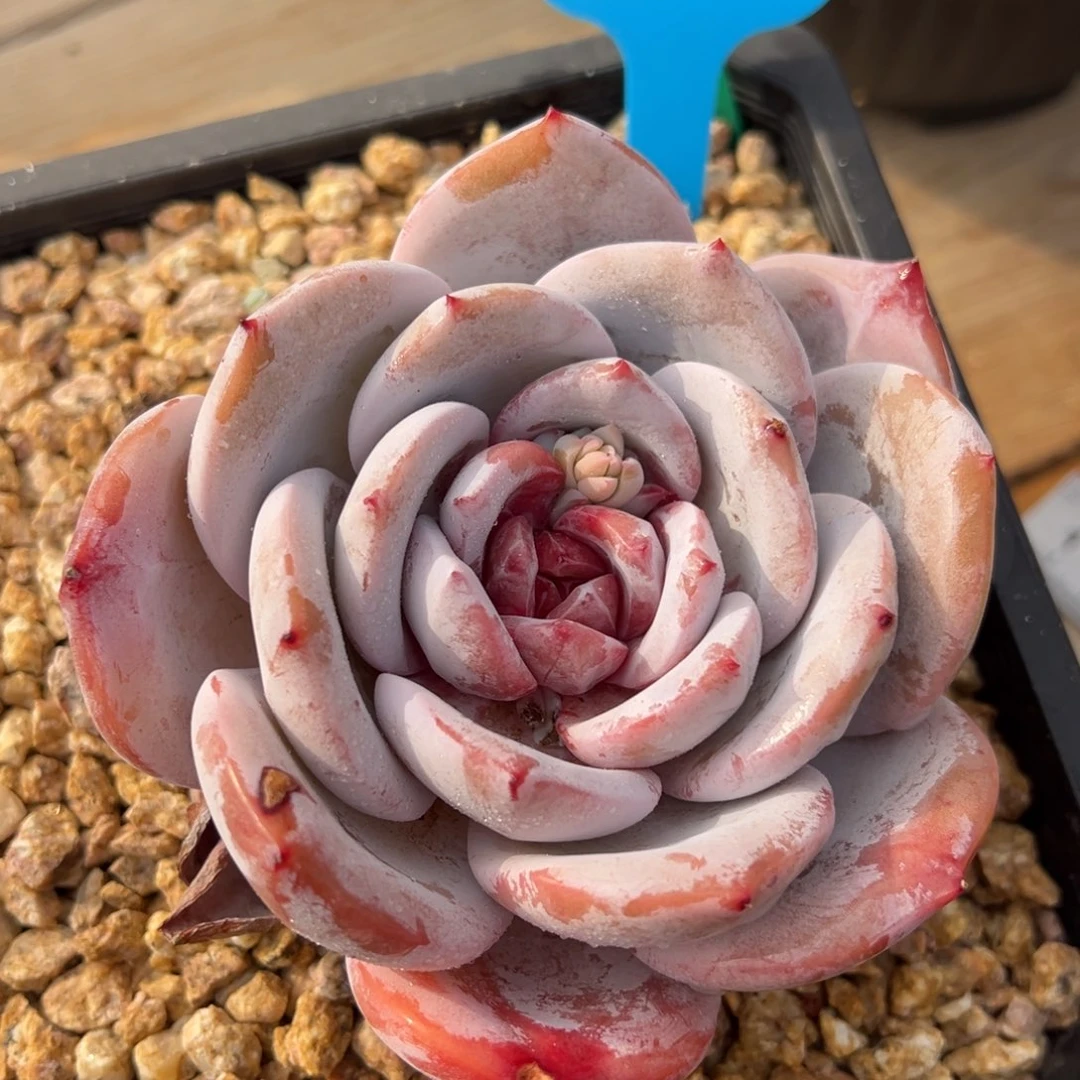 1-19-12糖心雪天使多肉植物