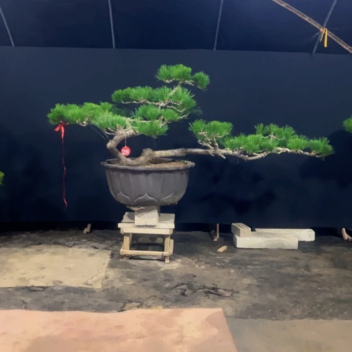 ****～无花朵黑松盆景庭院盆景