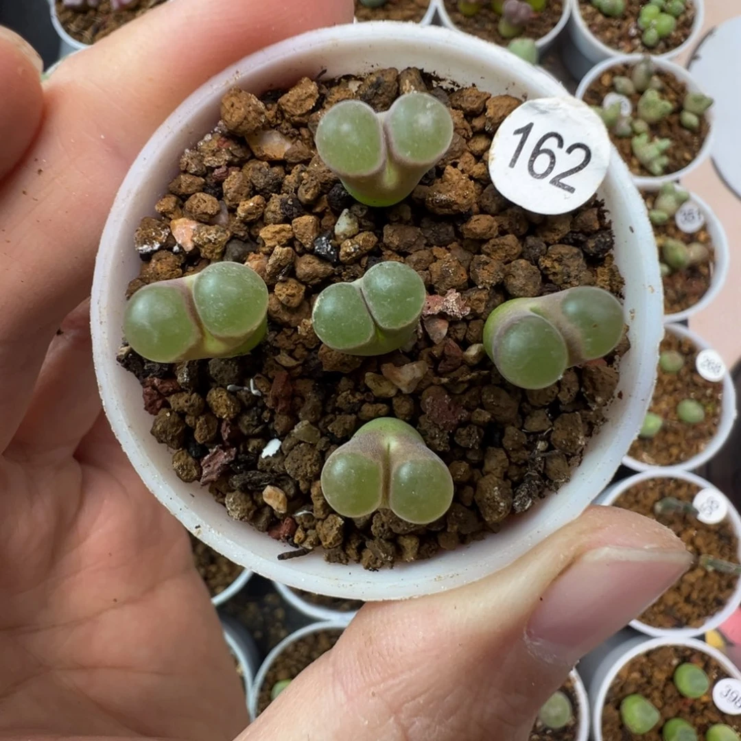 克里普兰磁铁一颗脱土1620000