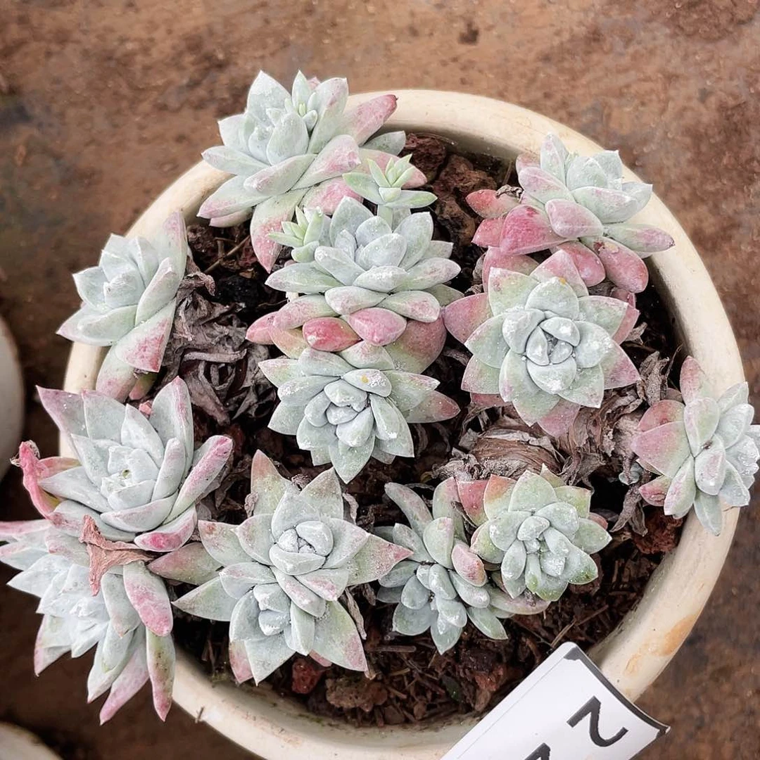 花朵丸叶老桩瑕疵特价不售后2236