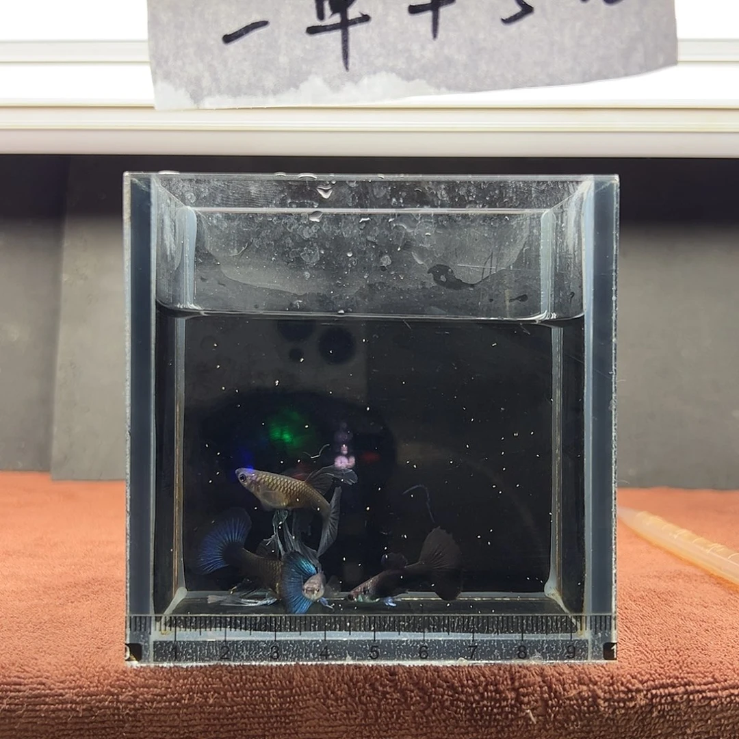 孔雀鱼蓝礼服绣球大c两对